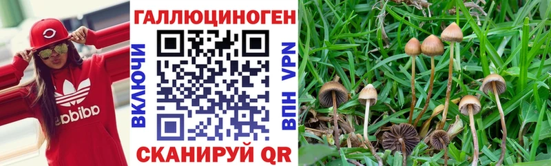 продажа наркотиков  Ростов-на-Дону  Галлюциногенные грибы Psilocybine cubensis 