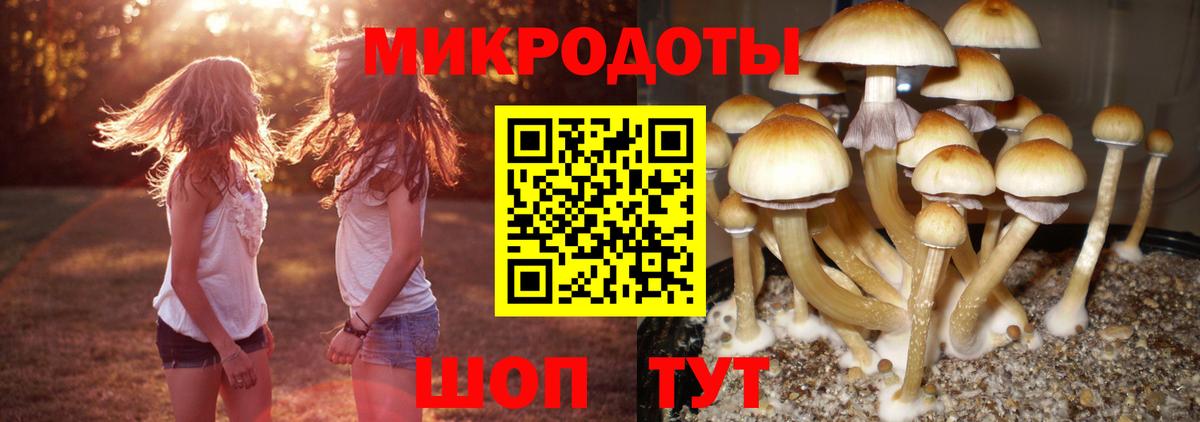 Псилоцибиновые грибы Psilocybe Ростов-на-Дону